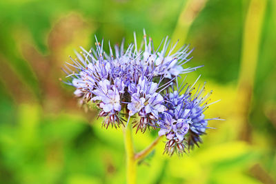 Close-up of purple flowers blooming outdoors