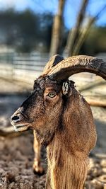 Close-up of deer