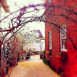 Narrow walkway along trees