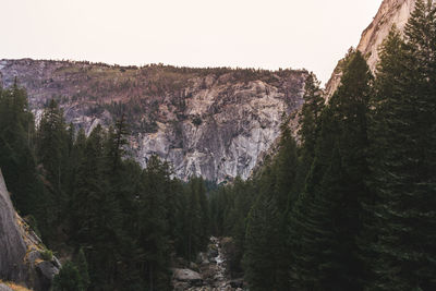 Scenic view of pine trees against sky