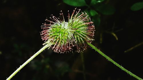 Close-up of dandelion on plant