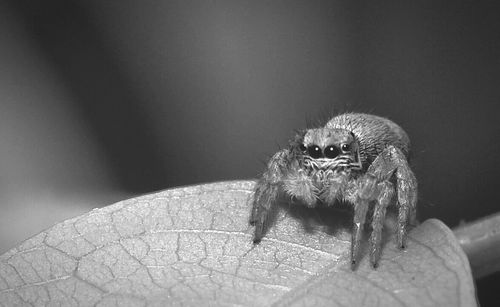 Close-up of an animal