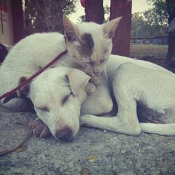 Close-up of dog sleeping outdoors