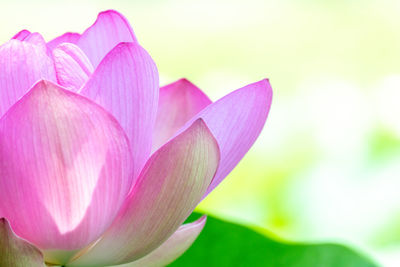 Close-up of pink water lily