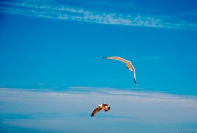 Bird flying over sea