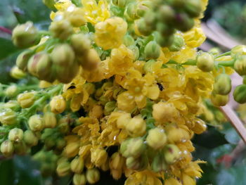 Close-up of yellow flowering plant