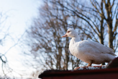 Low angle view of seagull perching on branch