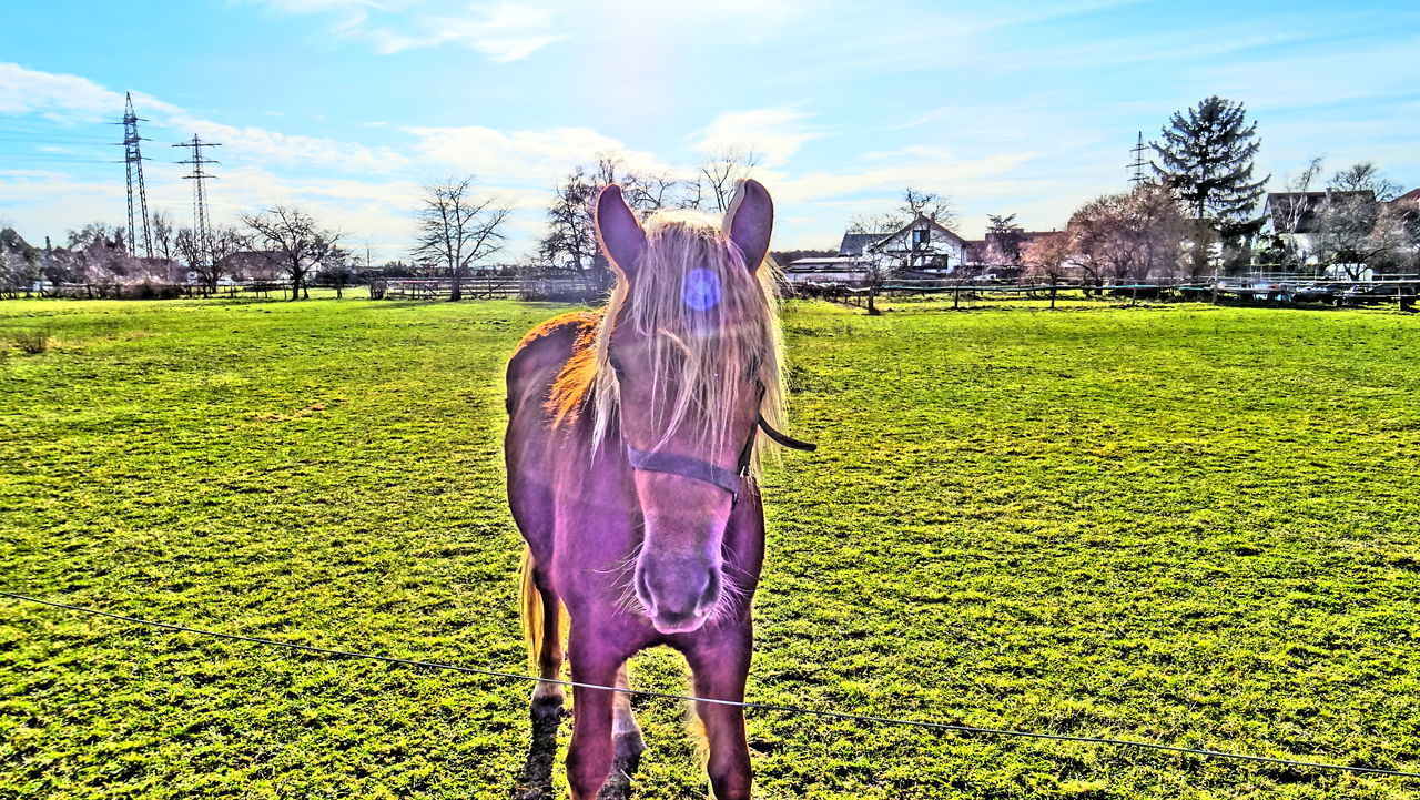 REAR VIEW OF HORSE IN FIELD