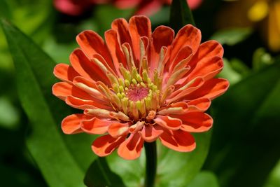 Close-up of orange flower