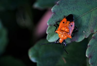 High angle view of shield bug on leaf