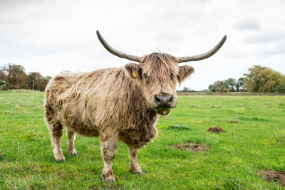 Highland cow on landscape