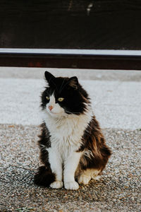 Portrait of cat looking away