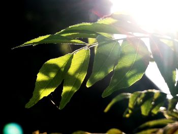 Close-up of leaves on sunny day