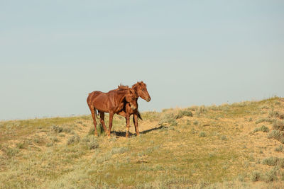 Horses frolic in the open air on a summer day .in the steppes of kazakhstan