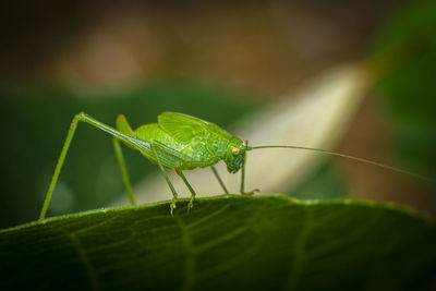 Close-up of a green graahopper nymph om a fig leaf