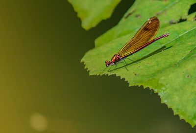 Close-up of butterfly on leaf
