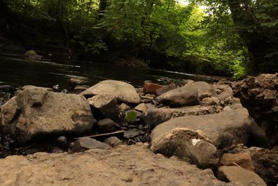 Scenic view of rocks in forest