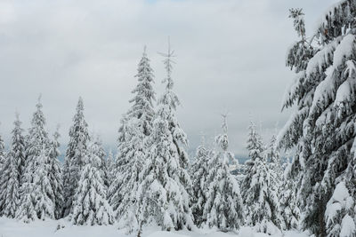 Scenic view of snowcapped trees against sky