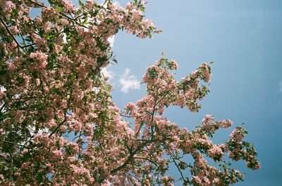 Low angle view of cherry blossoms against sky