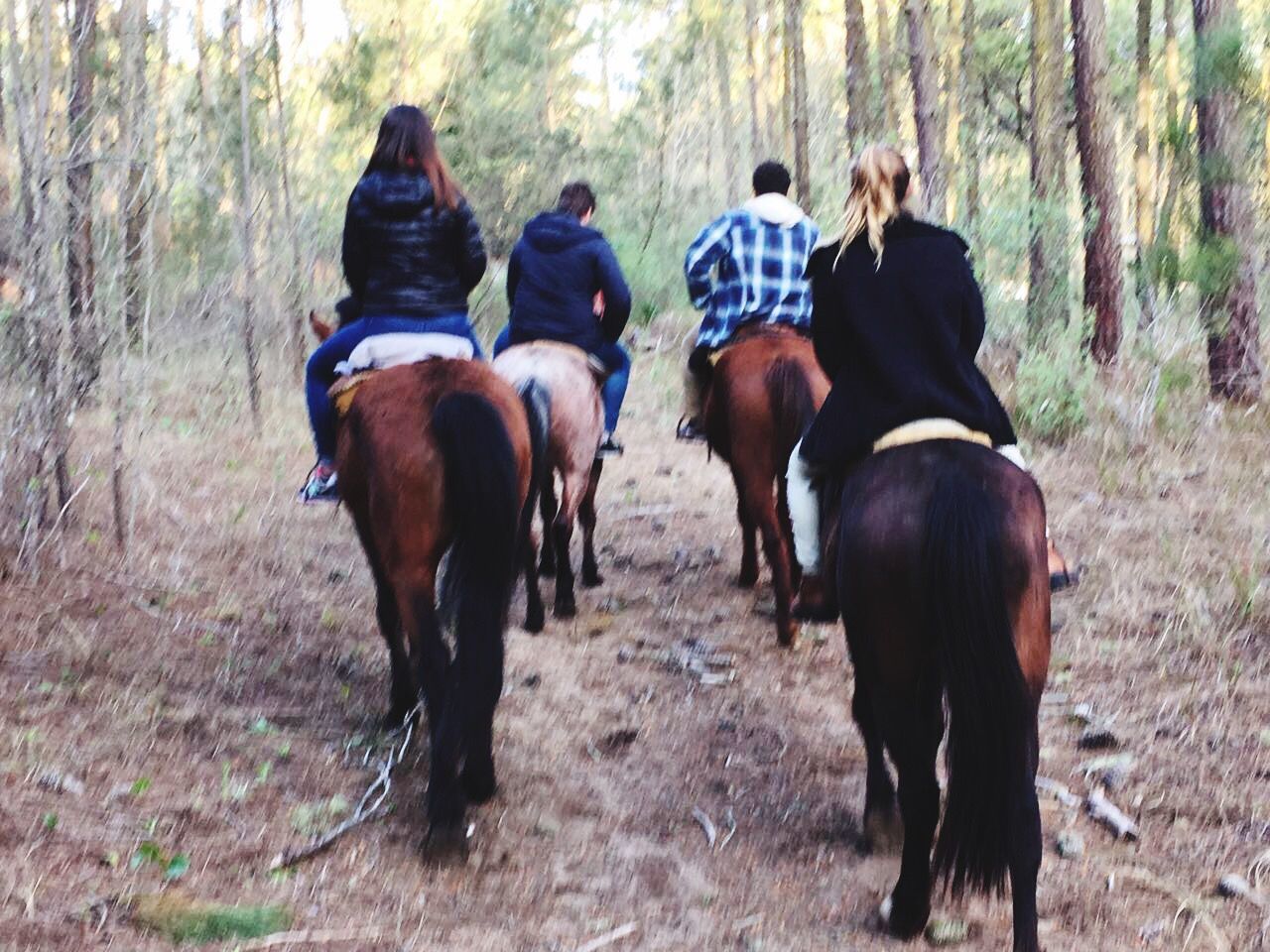 horse, domestic animals, tree, working animal, horseback riding, mammal, nature, livestock, field, riding, rear view, day, outdoors, real people, togetherness, men, full length