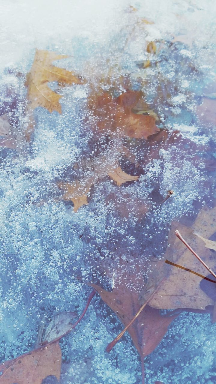 HIGH ANGLE VIEW OF LEAVES