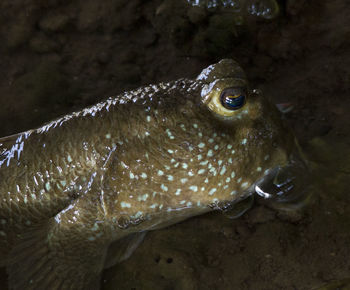 Close-up of frog