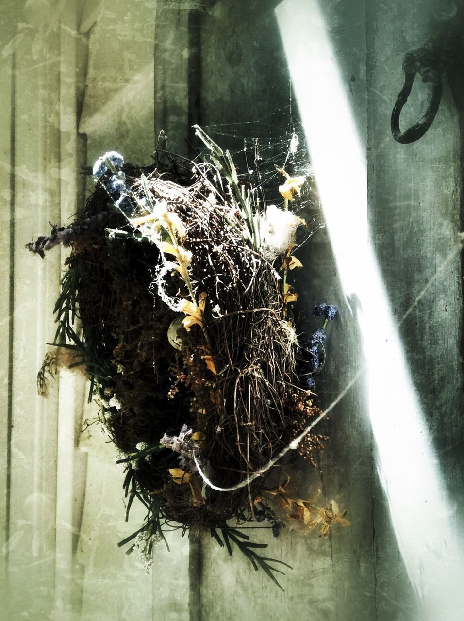 indoors, high angle view, animal themes, close-up, wall - building feature, nature, no people, plant, reflection, one animal, day, growth, wood - material, tree trunk, water, spider web, leaf, wall, potted plant