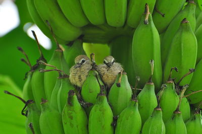 Close-up of birds on raw bananas