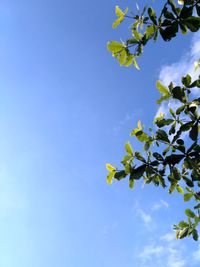 Low angle view of cherry blossom against blue sky