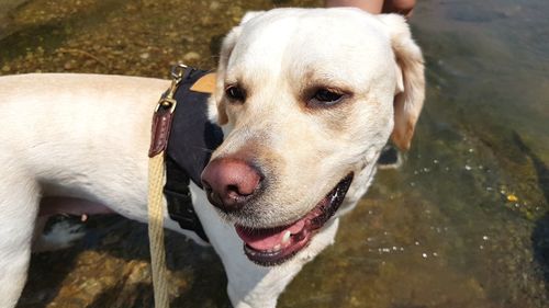 Close-up of dog looking away