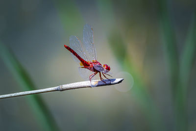 Close-up of dragonfly on flower