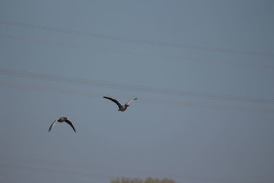 Low angle view of birds flying against sky