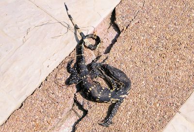 High angle view of black lizard on sand