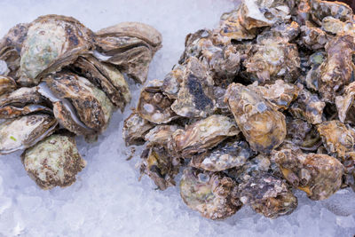 Fresh oysters on ice in boxes at the seafood market.