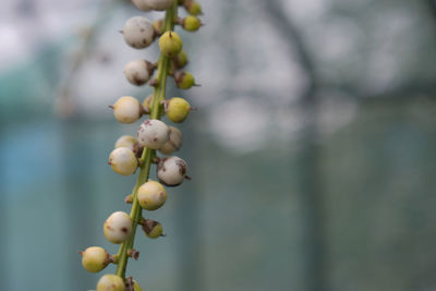 Close-up of berries growing on tree