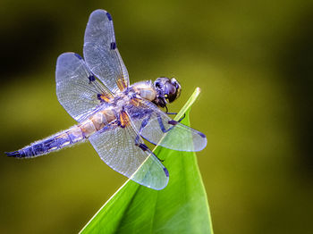 Close-up of dragonfly on leaf against blurred background