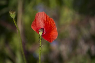 Close-up of red flower