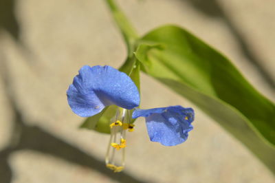 Close-up of purple flower blooming outdoors