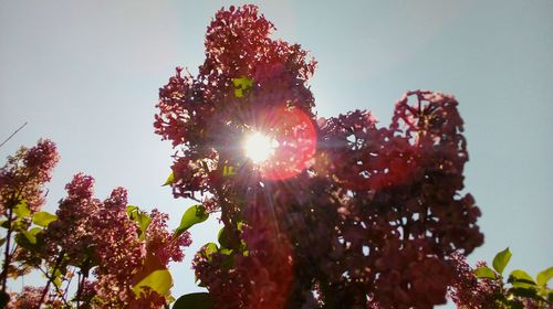 Low angle view of sunlight streaming through tree