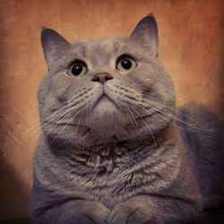 Close-up of a cat looking away