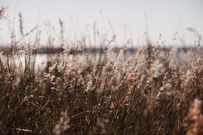 Close-up of stalks in field against sky