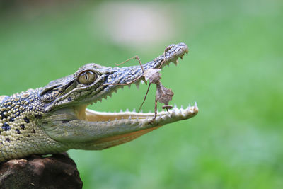 Close-up of crocodile and mantis