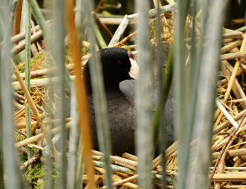 Close-up of duck sitting in nest