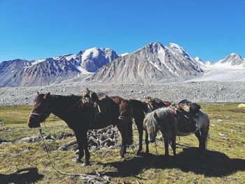 View of two horses on mountain