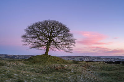 Tree on field against sky during sunset