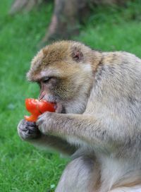 Monkey eating fruit on field