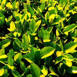 Full frame shot of green leaves