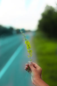 Cropped hand holding plant on road