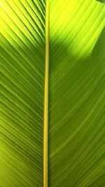 Full frame shot of palm leaf