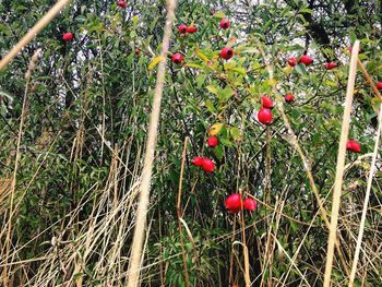 Red berries growing on tree